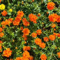 Oranje cosmea Brightlights - Bakker