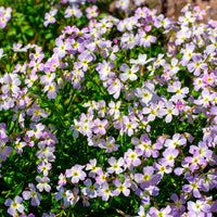 Malcolmia maritima - Strandviolier - Bloemenzaden