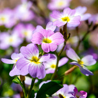 Strandviolier - Malcolmia maritima - Bakker
