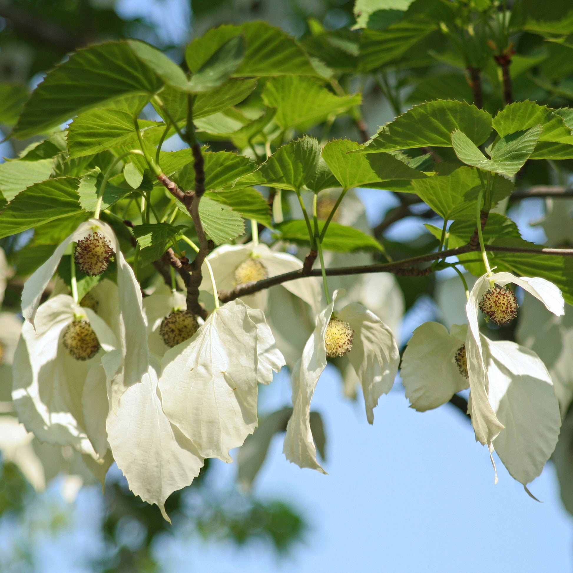 Verkoop Zakdoekenboom - Davidia involucrata