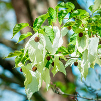 Bloeiende heesters - Zakdoekenboom - Davidia involucrata