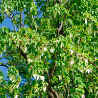 Zakdoekenboom - Davidia involucrata - Bakker