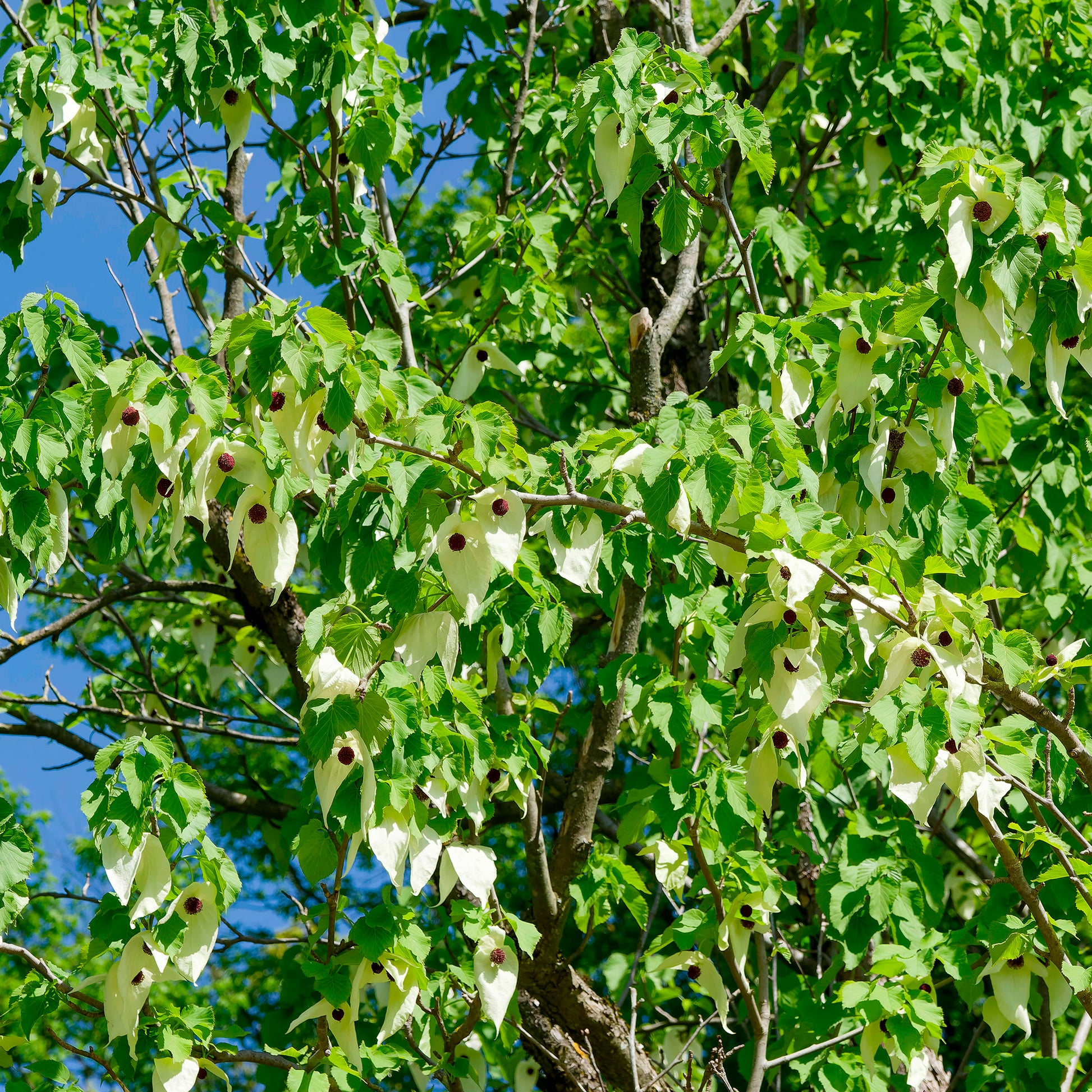 Zakdoekenboom - Davidia involucrata - Bakker