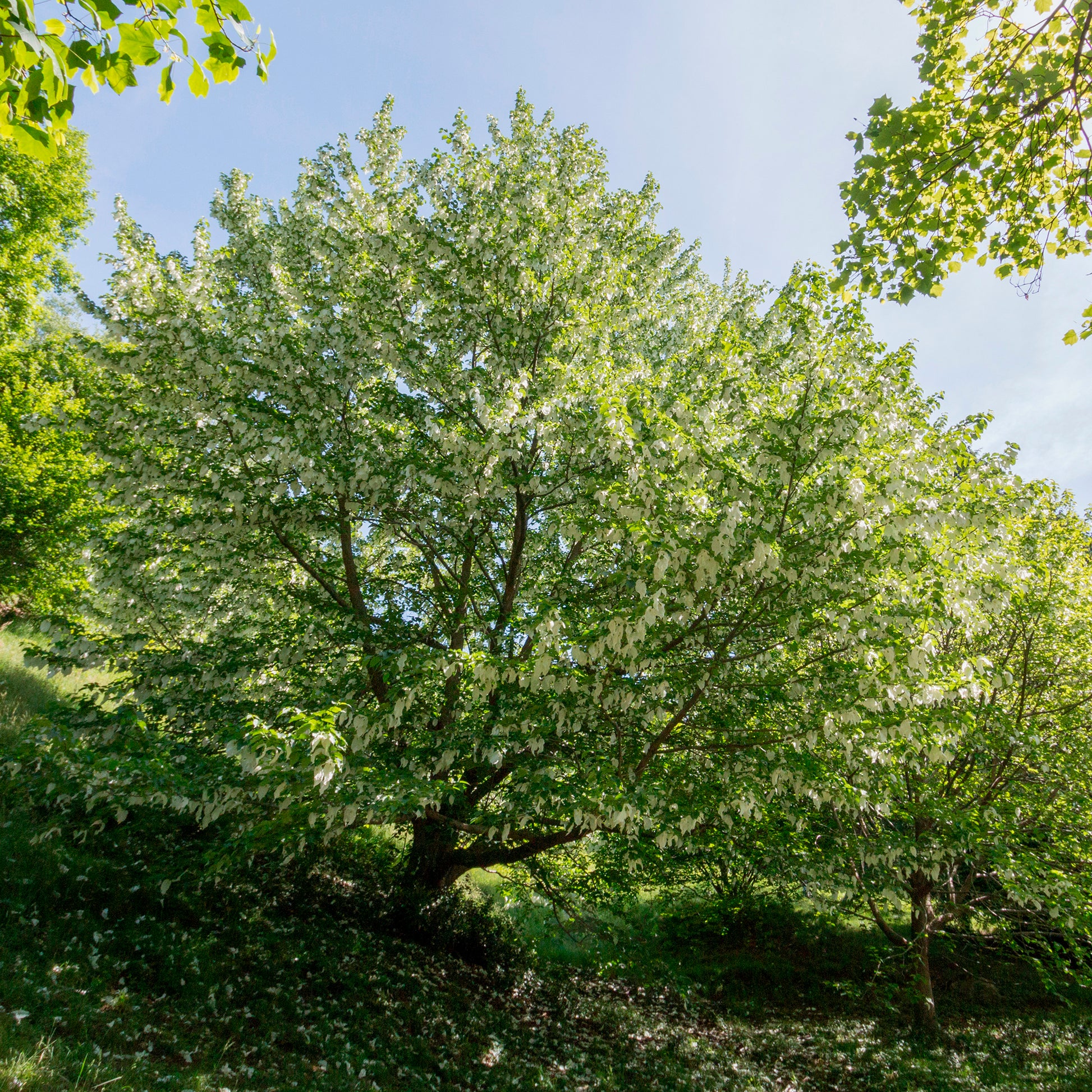 Davidia involucrata - Zakdoekenboom - Bloeiende heesters