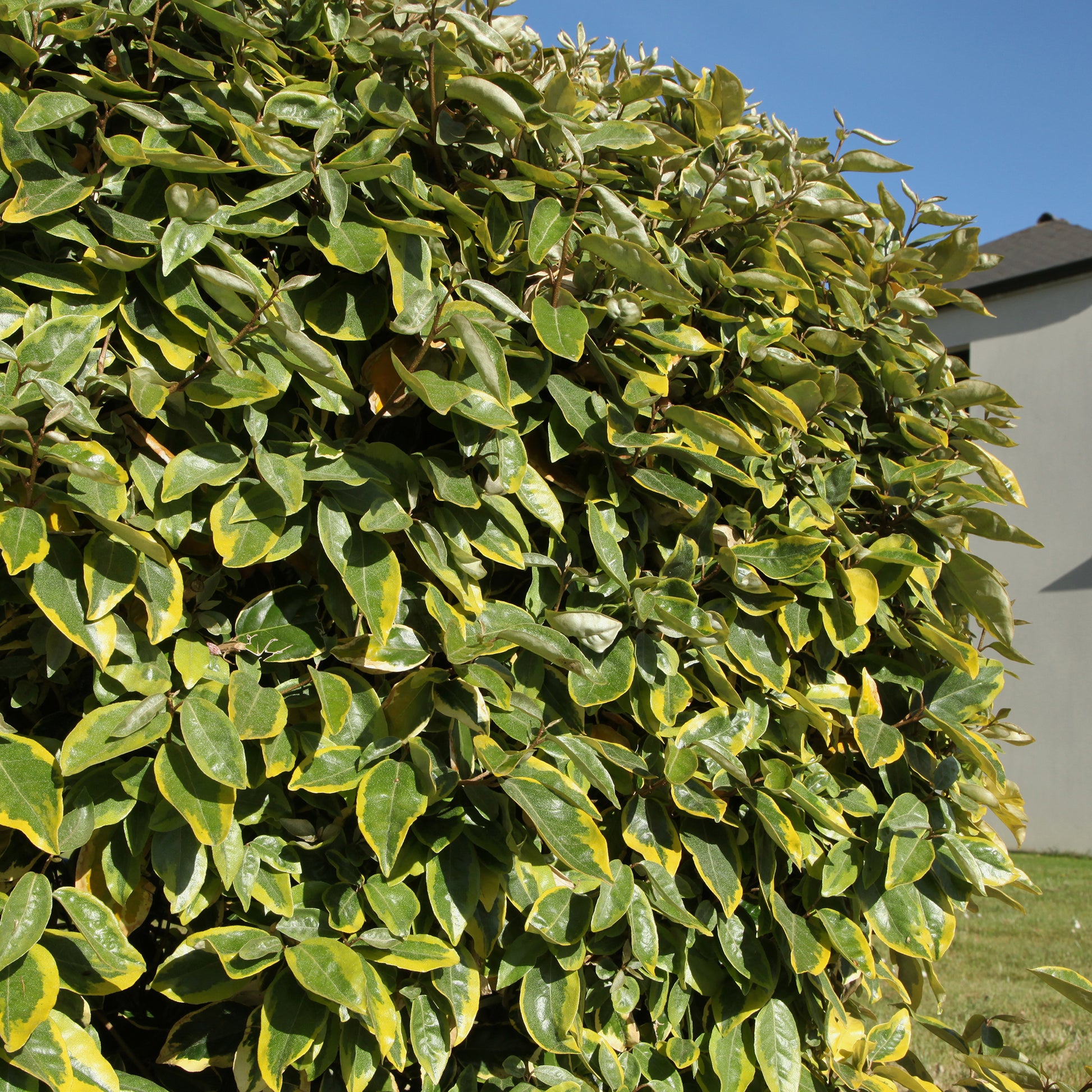 Elaeagnus ebbingei Viveleg - Olijfwilg Viveleg - Olijfwilg