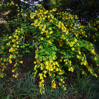 Verkoop Ranonkelstruik Golden Guinea - Kerria japonica Golden Guinea