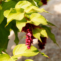 Verkoop Fazantenbes Golden Lanterns - Leycesteria formosa Golden Lanterns