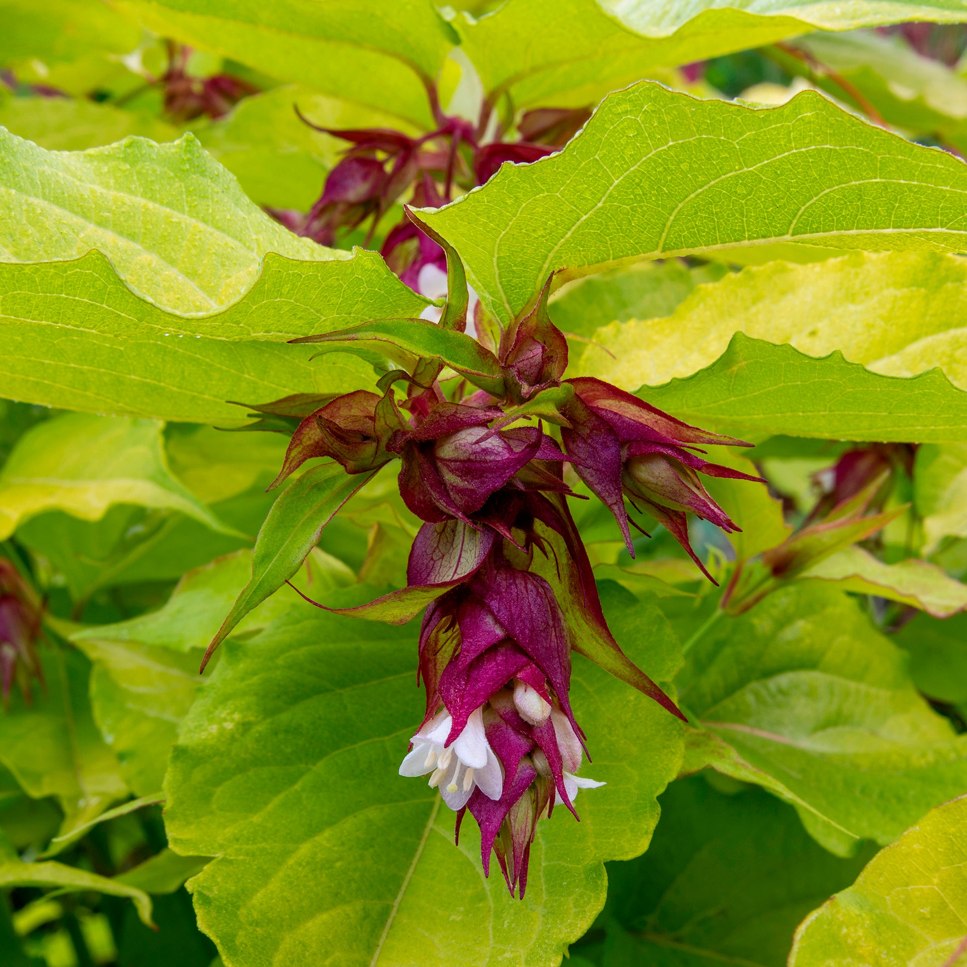 Bloeiende heesters - Fazantenbes Golden Lanterns - Leycesteria formosa Golden Lanterns