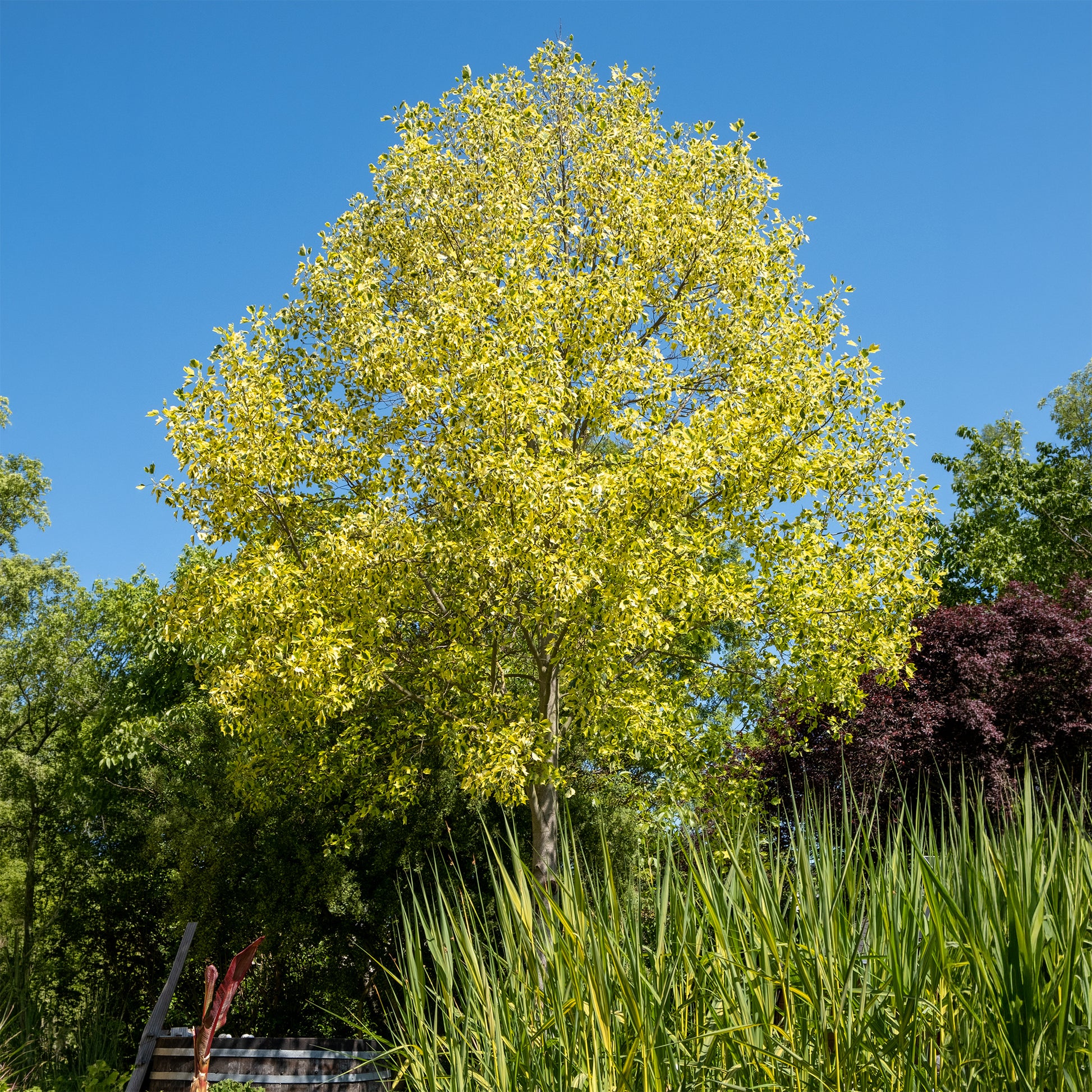 Bonte tulpenboom - Bakker