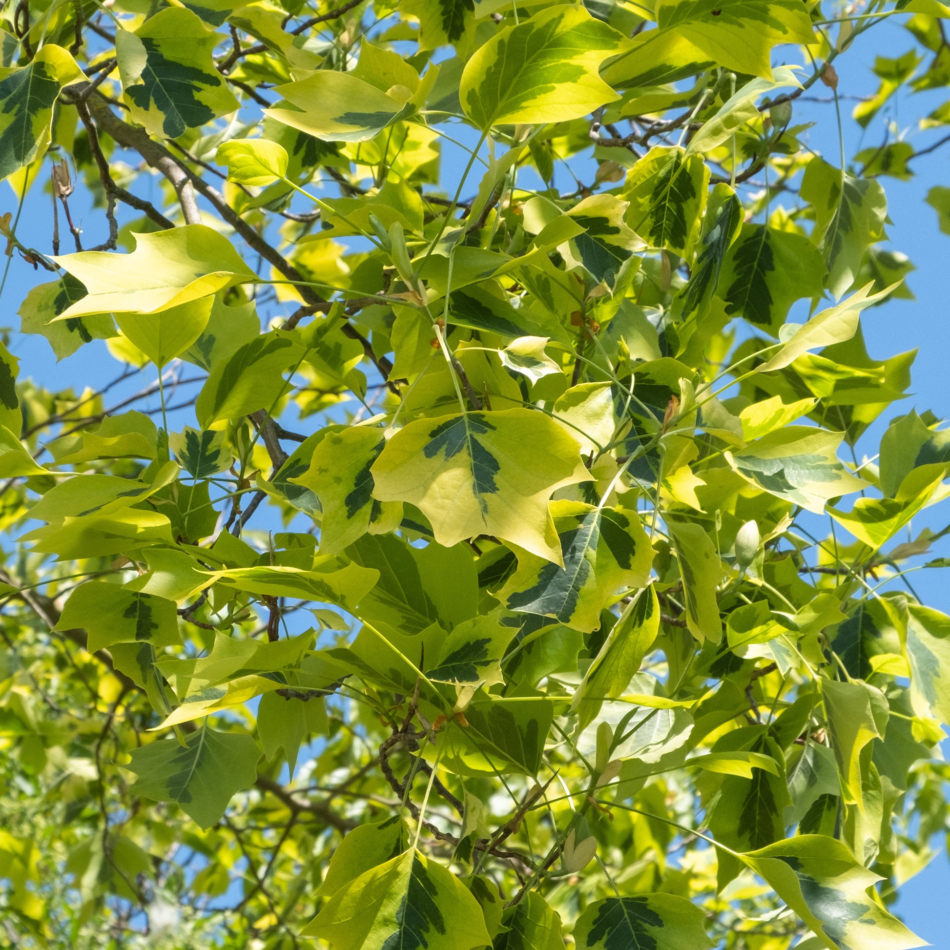 Bonte tulpenboom - Liriodendron tulipifera Aureomarginata - Bakker