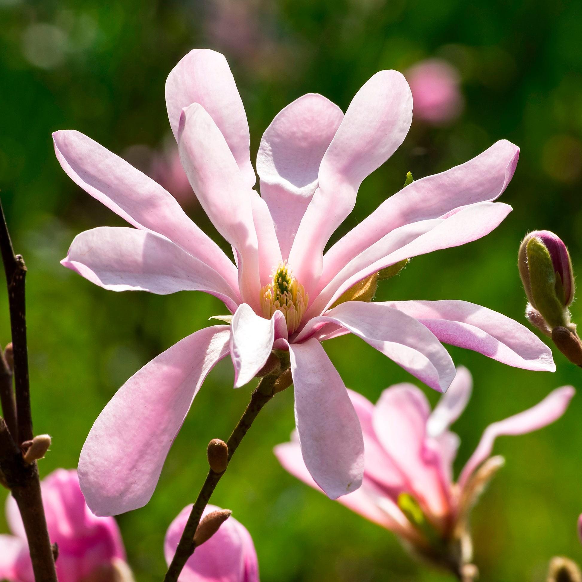 Verkoop Magnolia Leonard Messel - Magnolia loebneri Leonard Messel