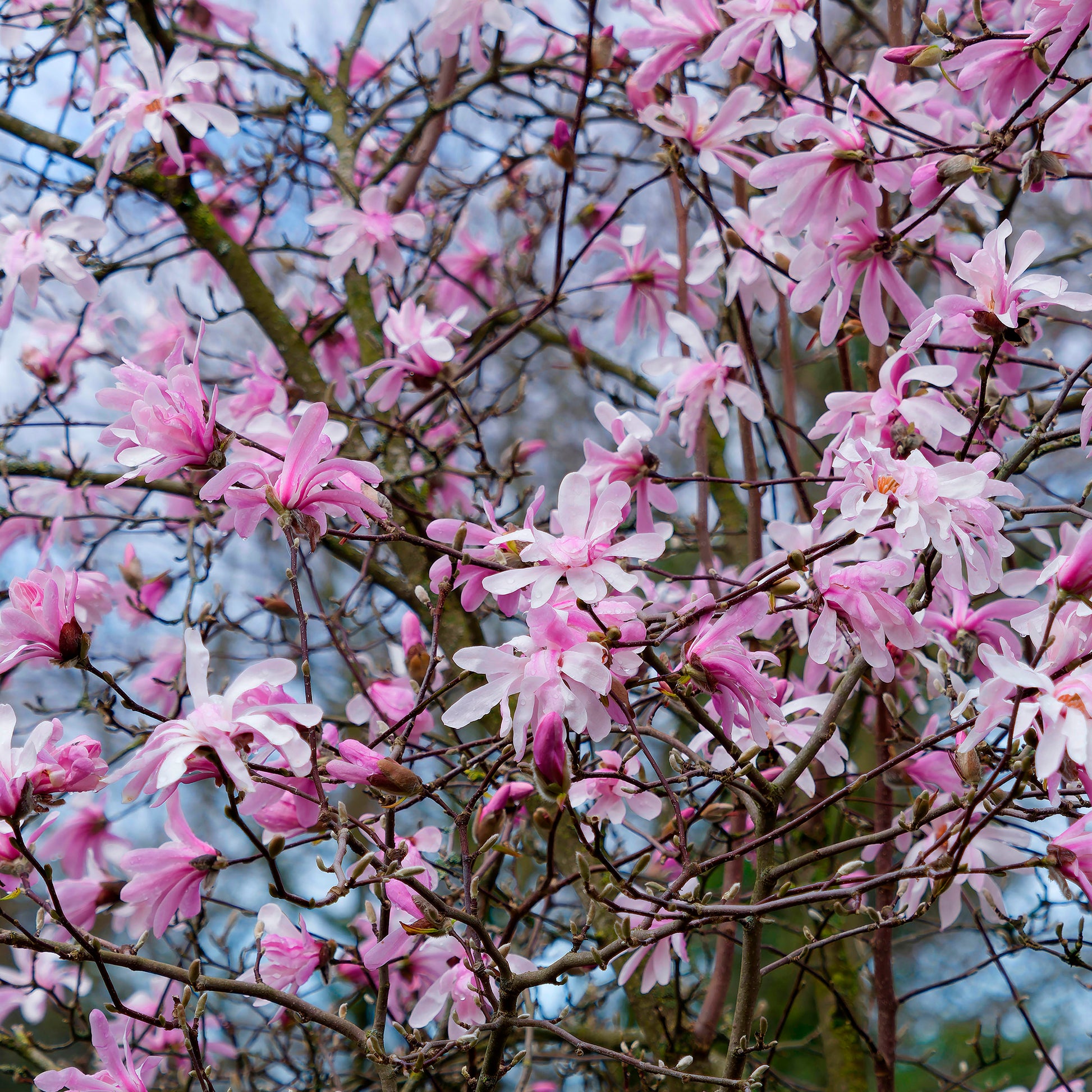 Magnolia - Magnolia Leonard Messel - Magnolia loebneri Leonard Messel
