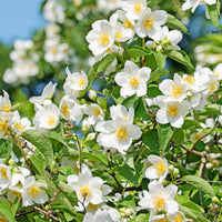 Bloeiende heesters - Boerenjasmijn - Philadelphus coronarius