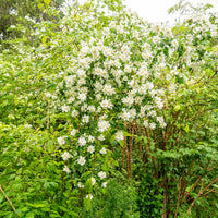 Philadelphus coronarius - Boerenjasmijn - Bloeiende heesters