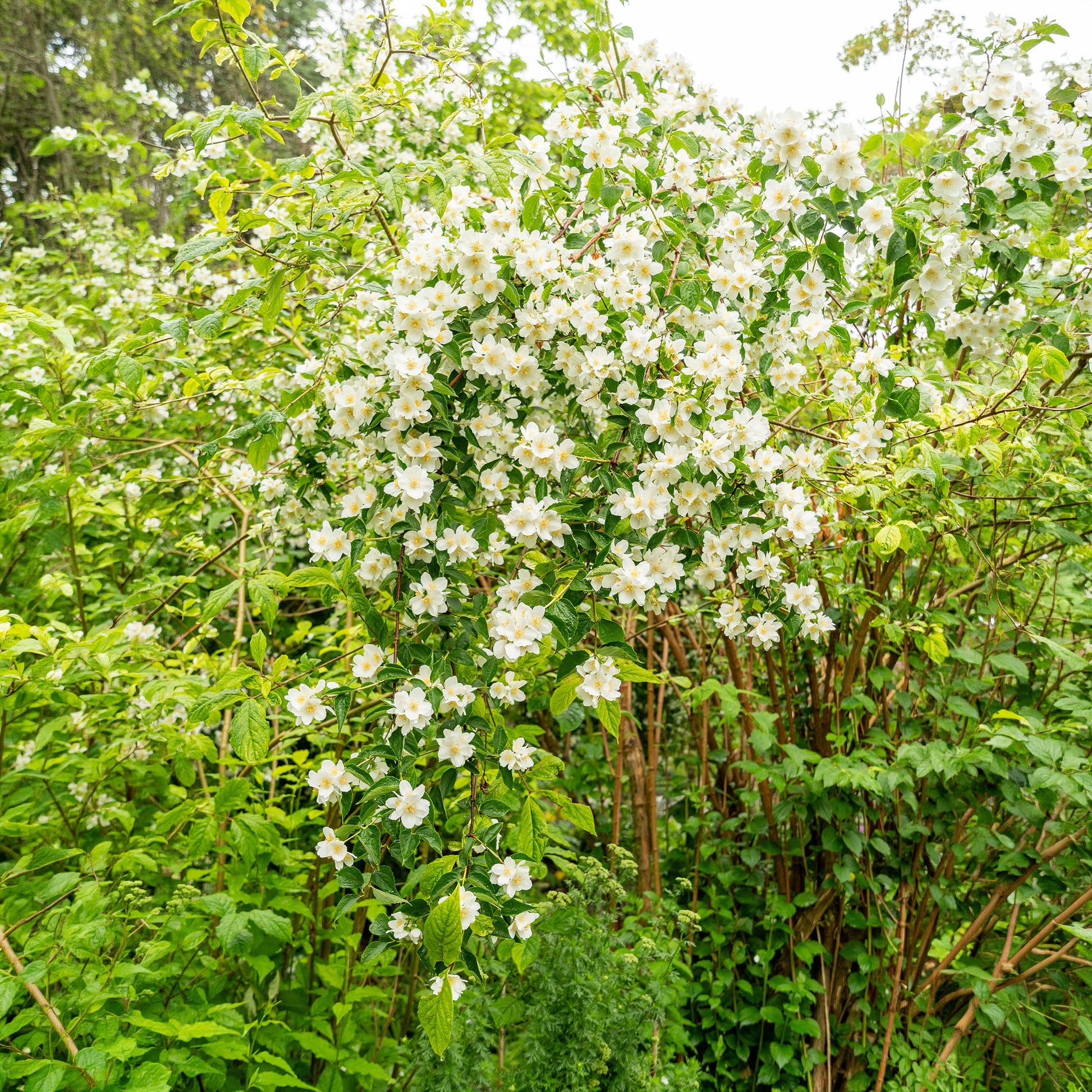 Philadelphus coronarius - Boerenjasmijn - Bloeiende heesters