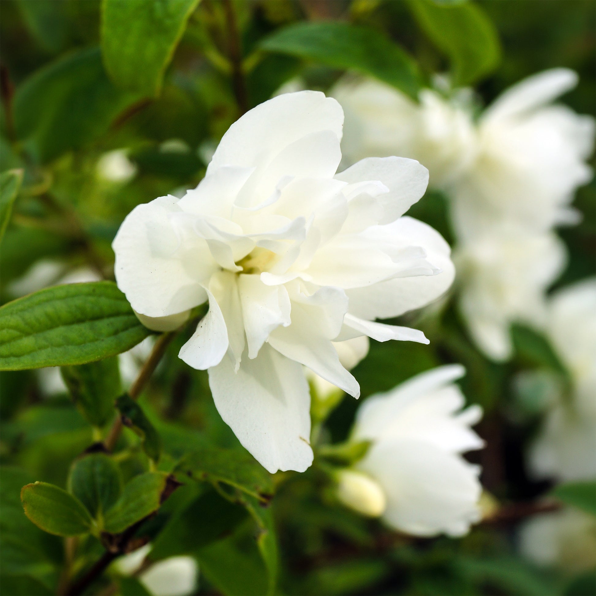 Boerenjasmijn Snowbelle - Philadelphus Snowbelle - Bakker