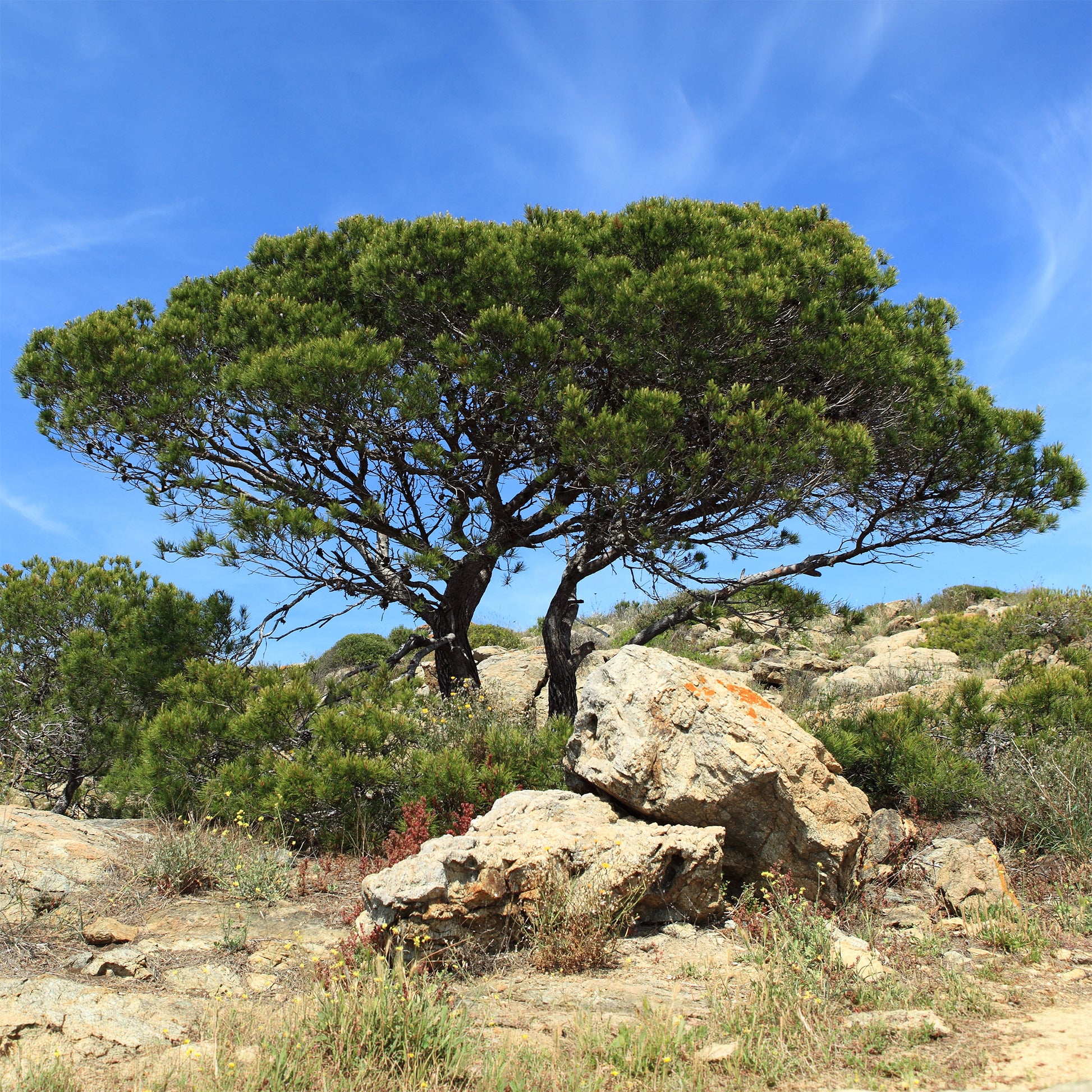 Aleppoden - Pinus halepensis - Bakker