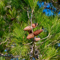 Pinus halepensis - Aleppoden - Den