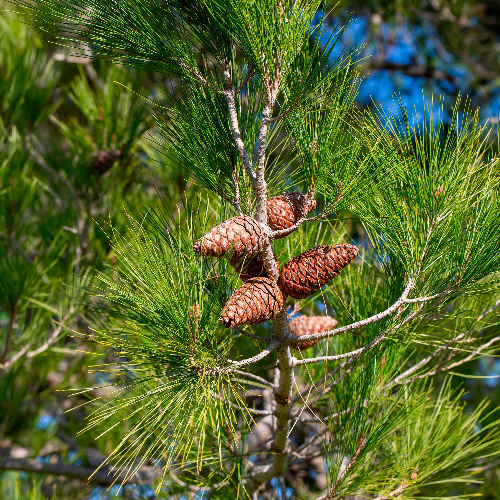 Pinus halepensis - Aleppoden - Den