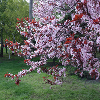 Sierpruim - Prunus cerasifera Atropurpurea - Bakker