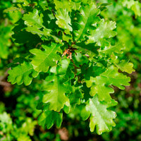 Quercus pubescens - Donzige eik - Eik