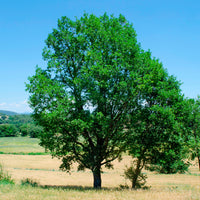 Donzige eik - Quercus pubescens - Bakker