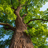Verkoop Zomereik - Quercus robur