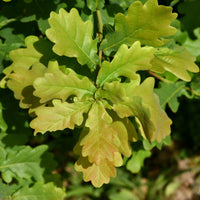 Zomereik - Quercus robur - Bakker