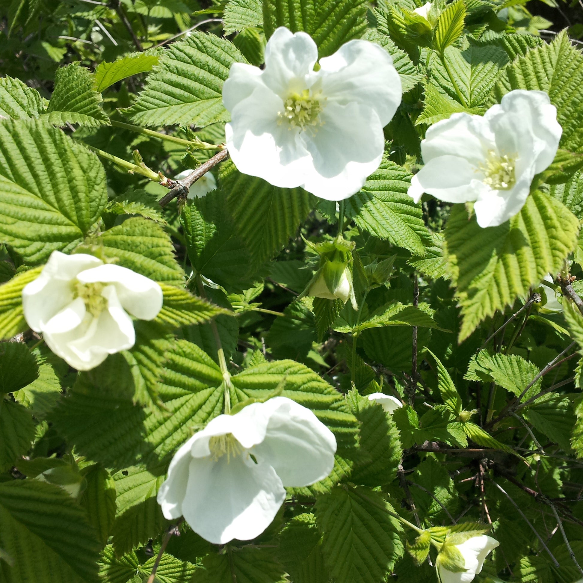 Verkoop Schijnkerria - Rhodotypos scandens