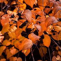 Rhodotypos scandens - Schijnkerria - Bloeiende heesters
