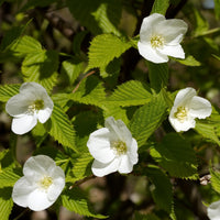 Bloeiende heesters - Schijnkerria - Rhodotypos scandens