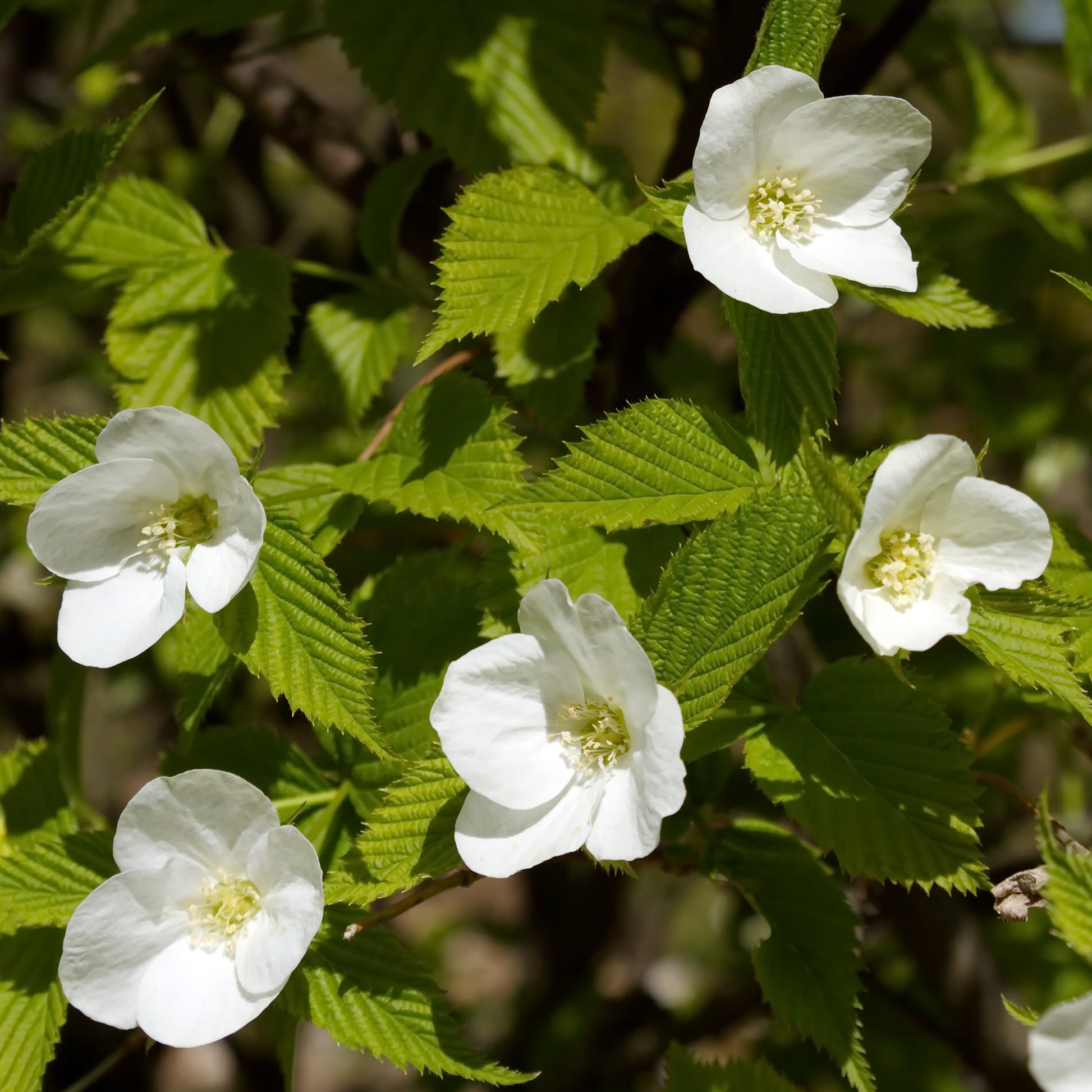 Bloeiende heesters - Schijnkerria - Rhodotypos scandens