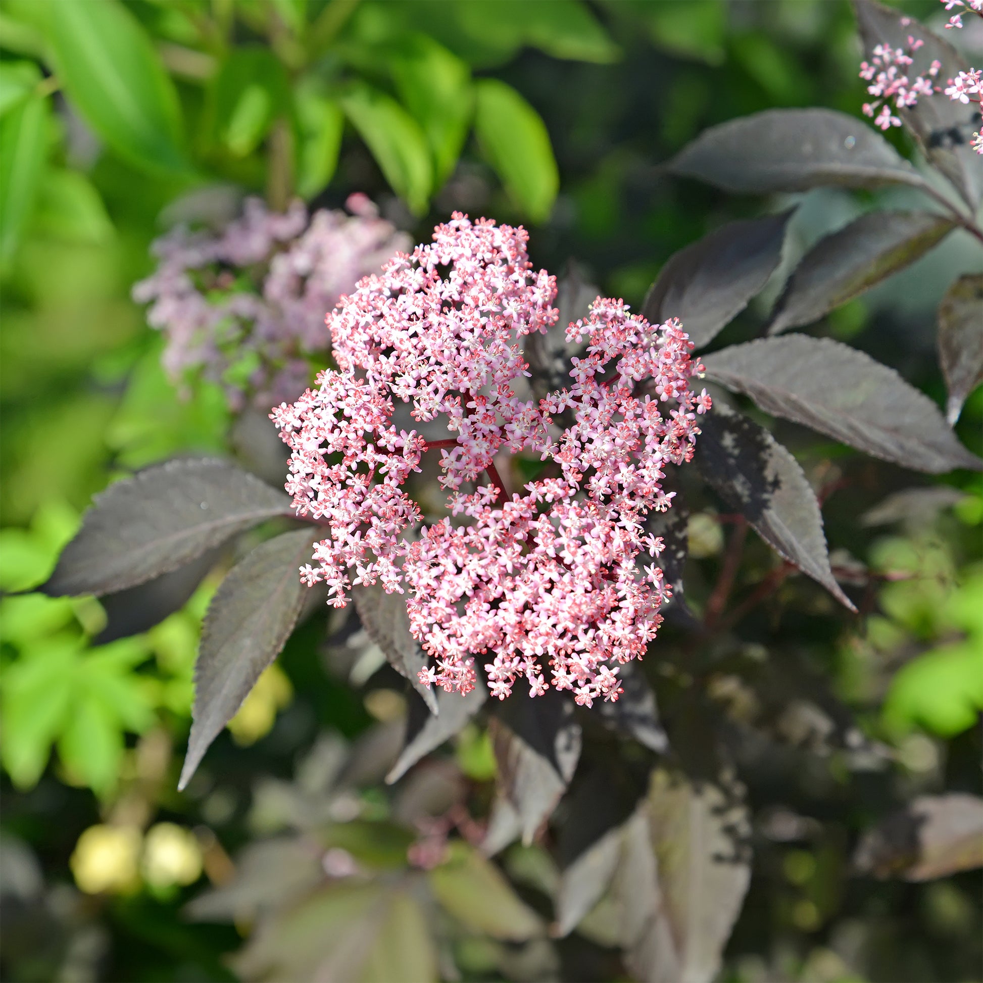 Sambucus nigra Black Beauty - Zwarte vlier Black Beauty - Heesters