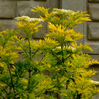 Zwarte vlier Golden Tower - Bakker