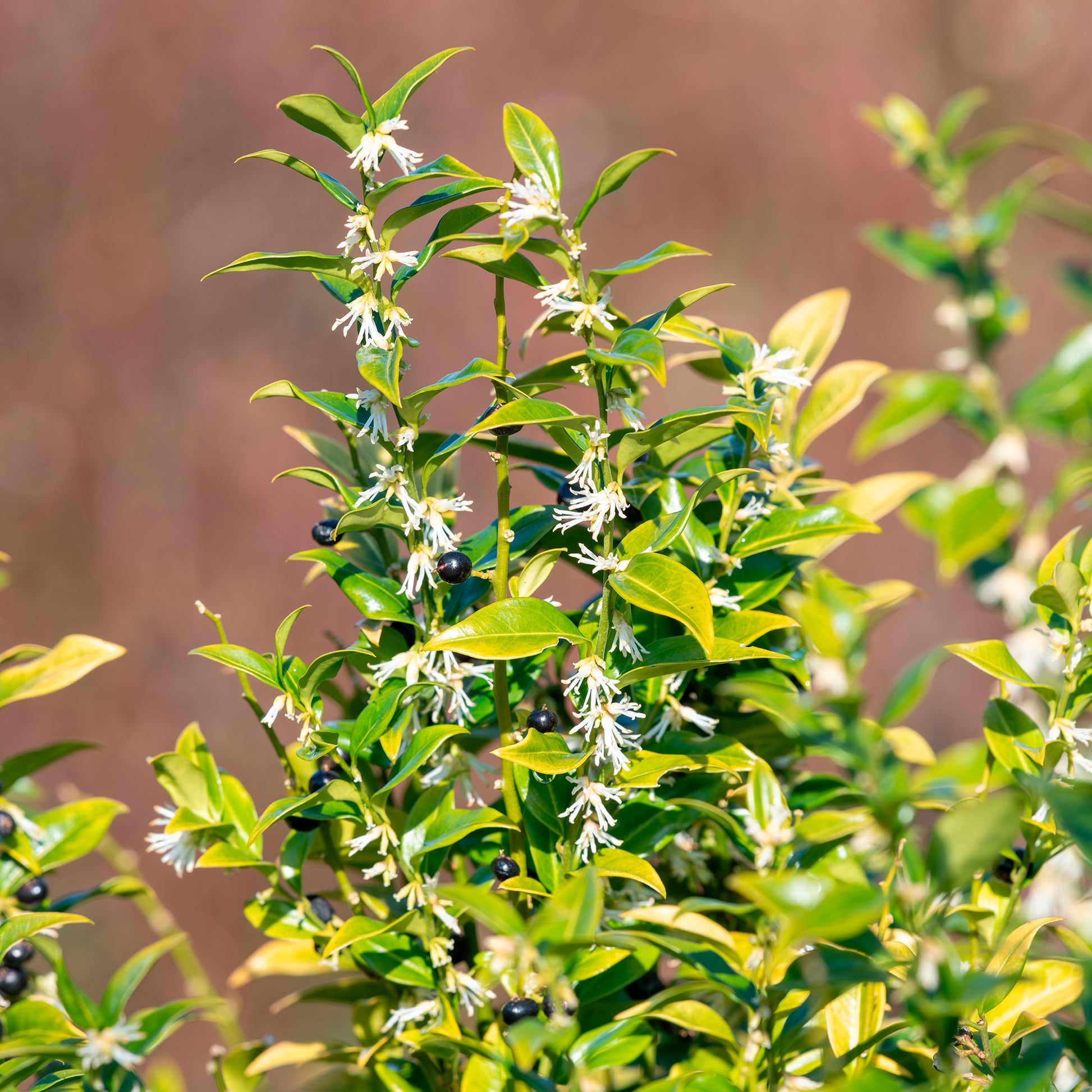 Vleesbes - Sarcococca confusa - Bakker