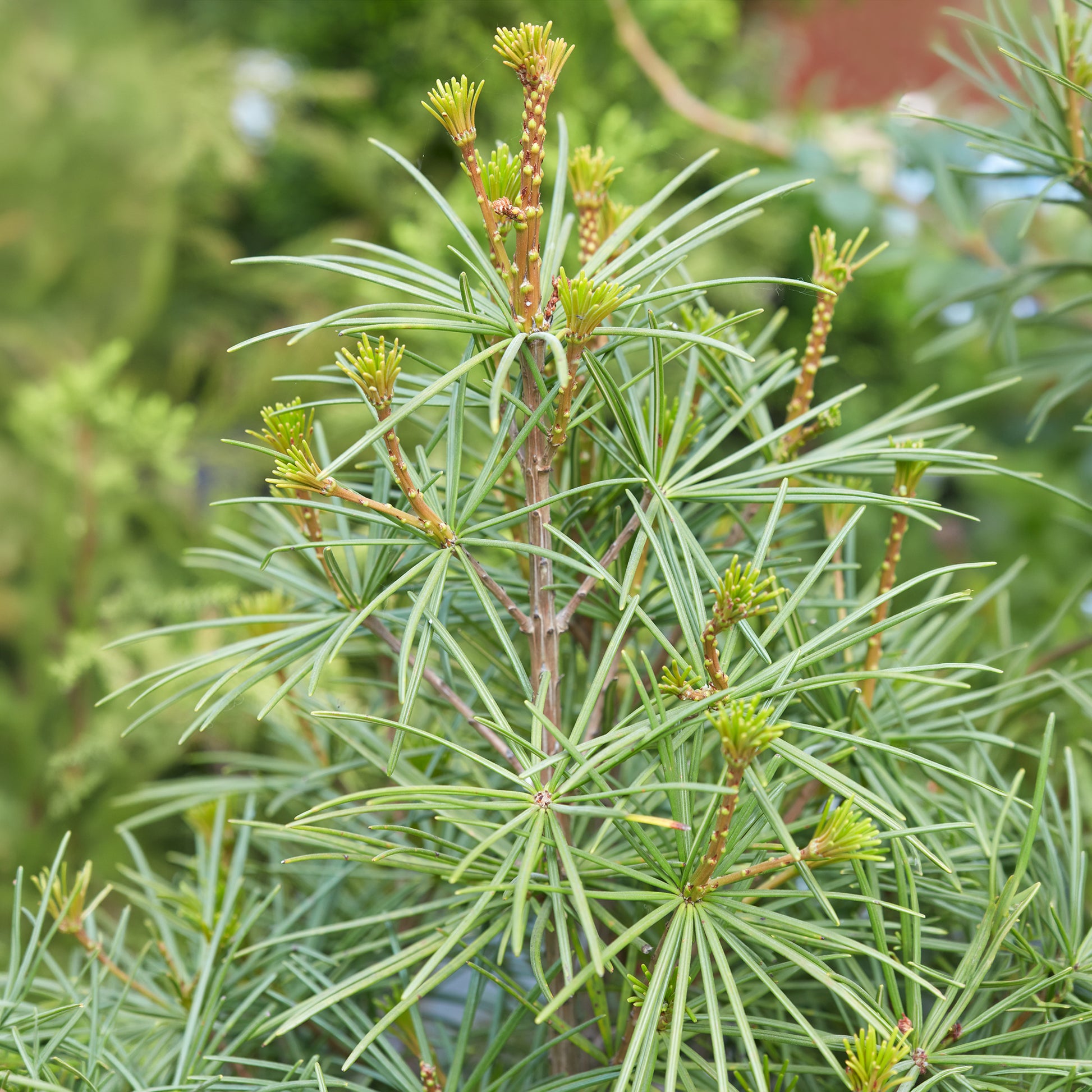 Japanse parasolden - Sciadopitys verticillata - Bakker