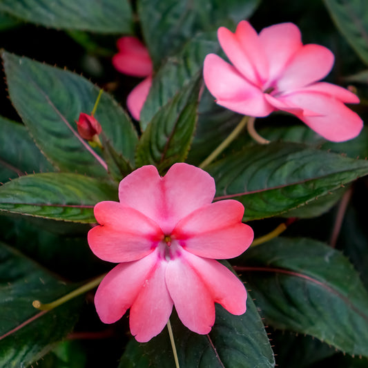 Nieuw-Guinea-Impatiens - Bakker