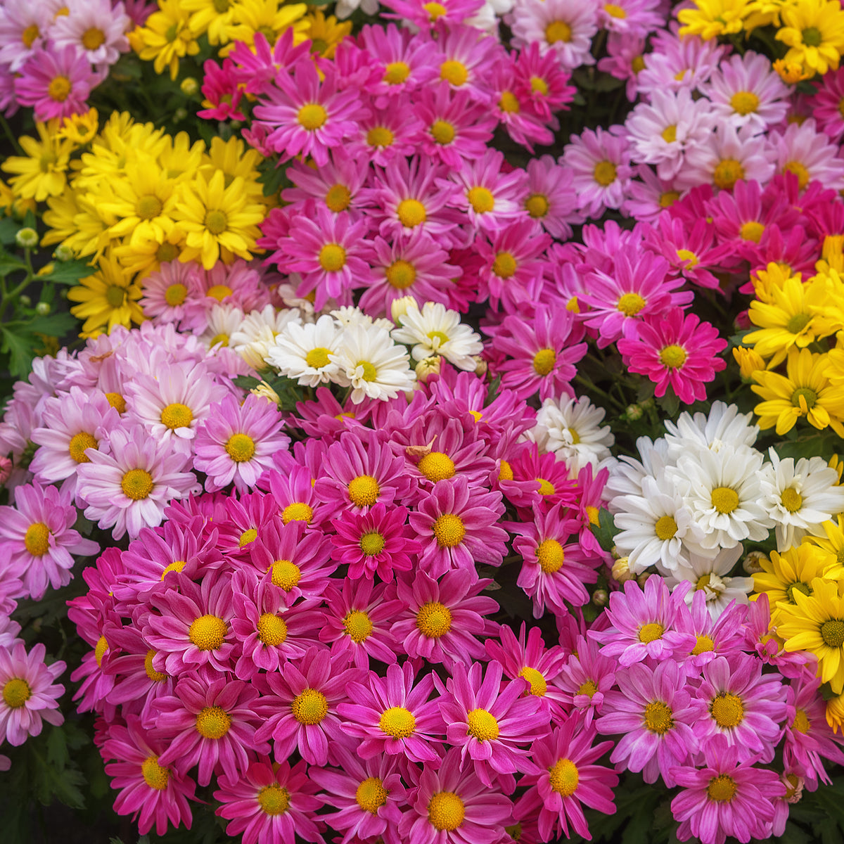 Chrysant meerbloemig Carnaval - Bakker