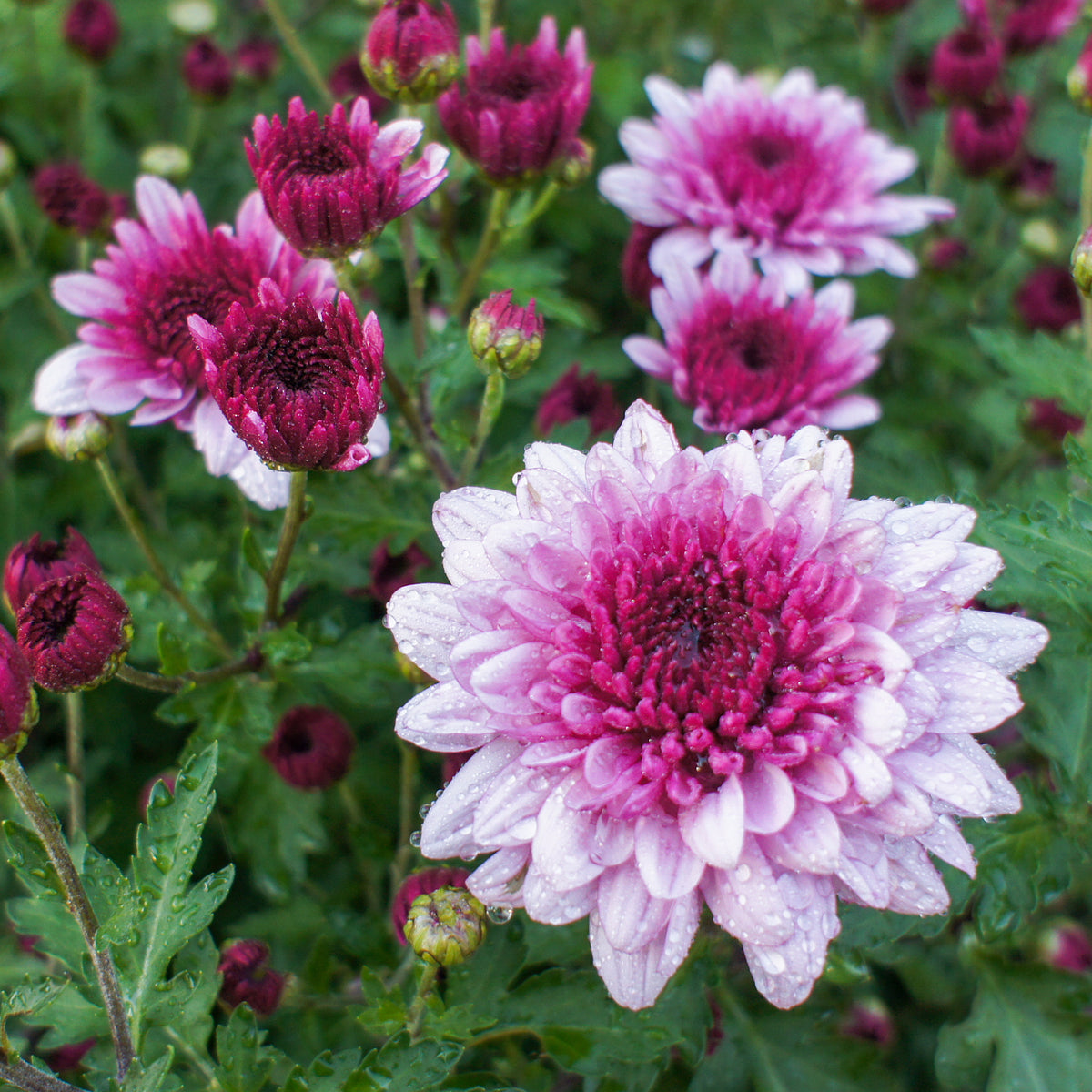 Chrysant roze - Chrysanthemum indicum - Bakker