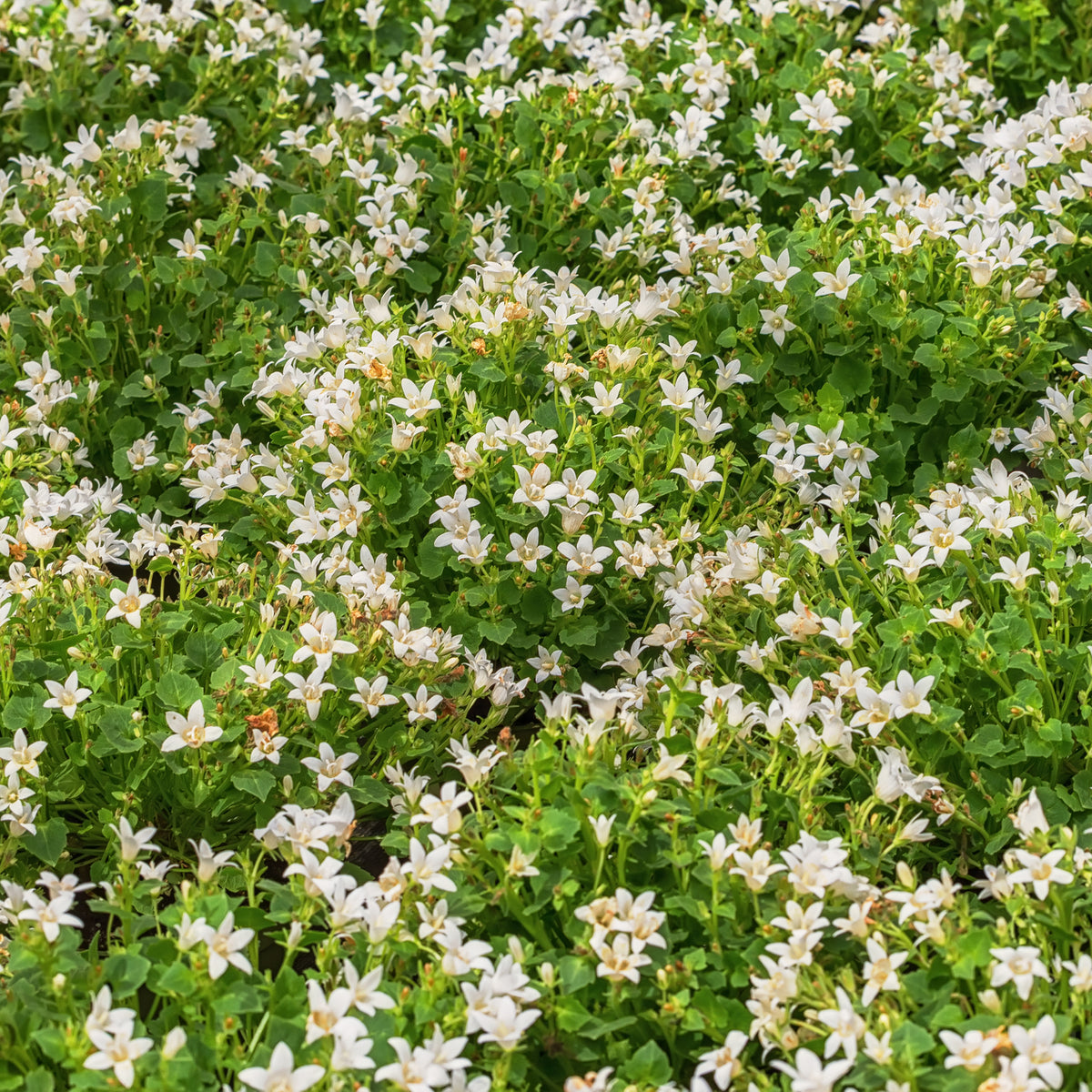 Campanula portenschlagiana - Weiße Polster-Glockenblume - Balkon- en terrasbloemen