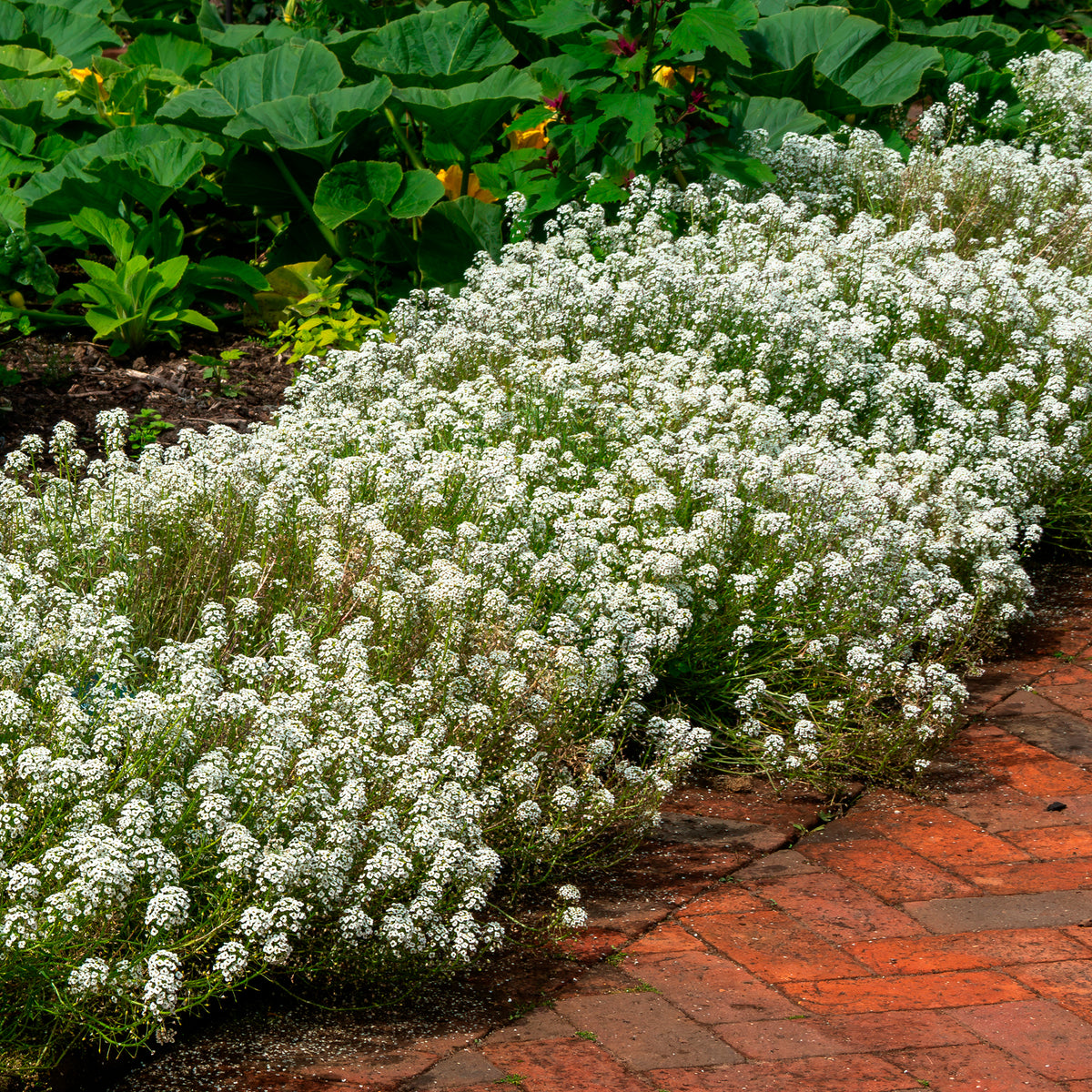 Alyssum hangend - Bakker