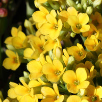 Kalanchoë geel - Bakker