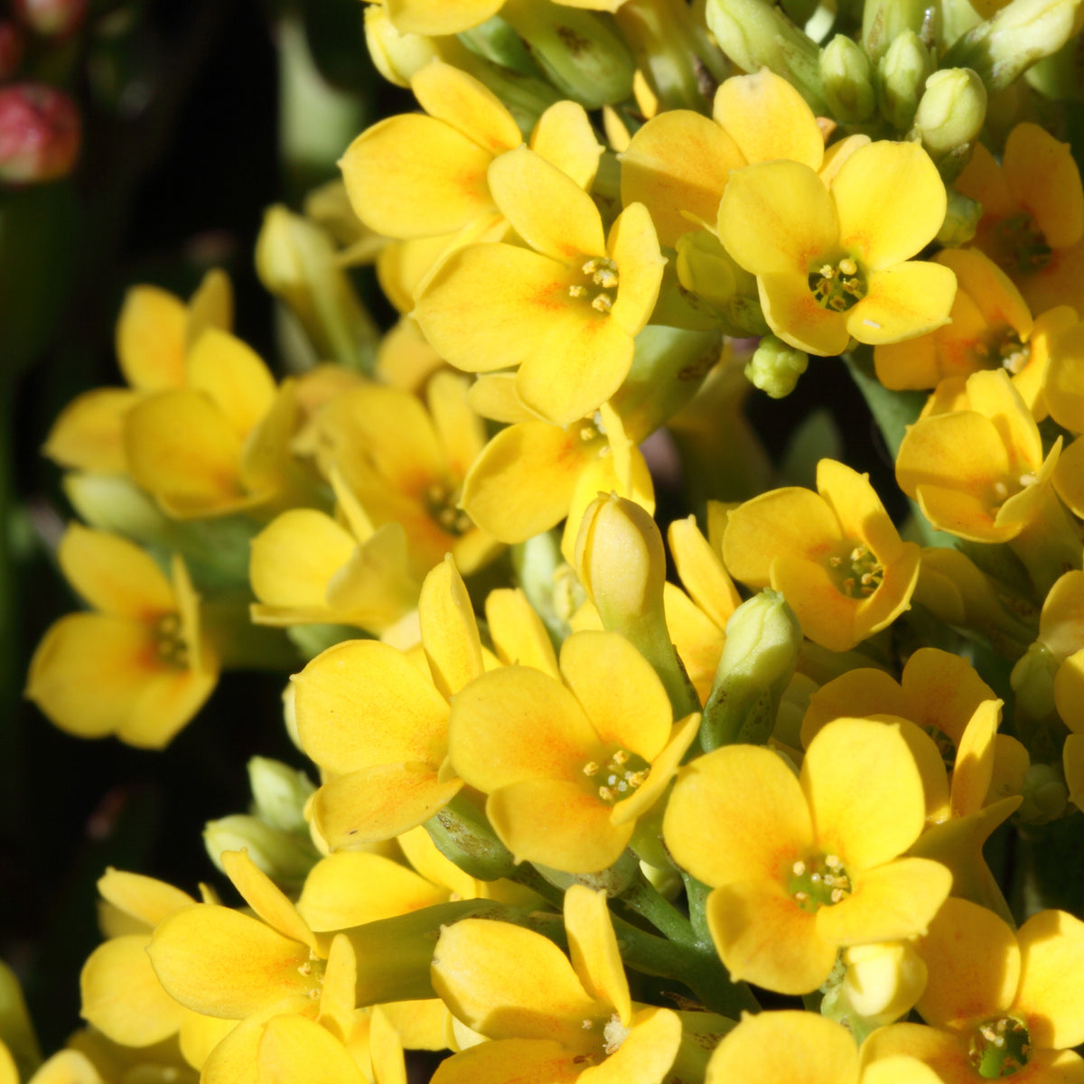 Kalanchoë geel - Bakker