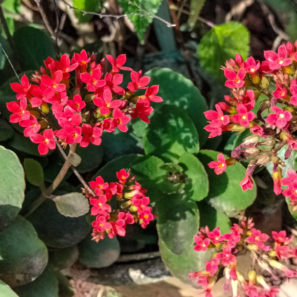 Kalanchoë rood - Bakker