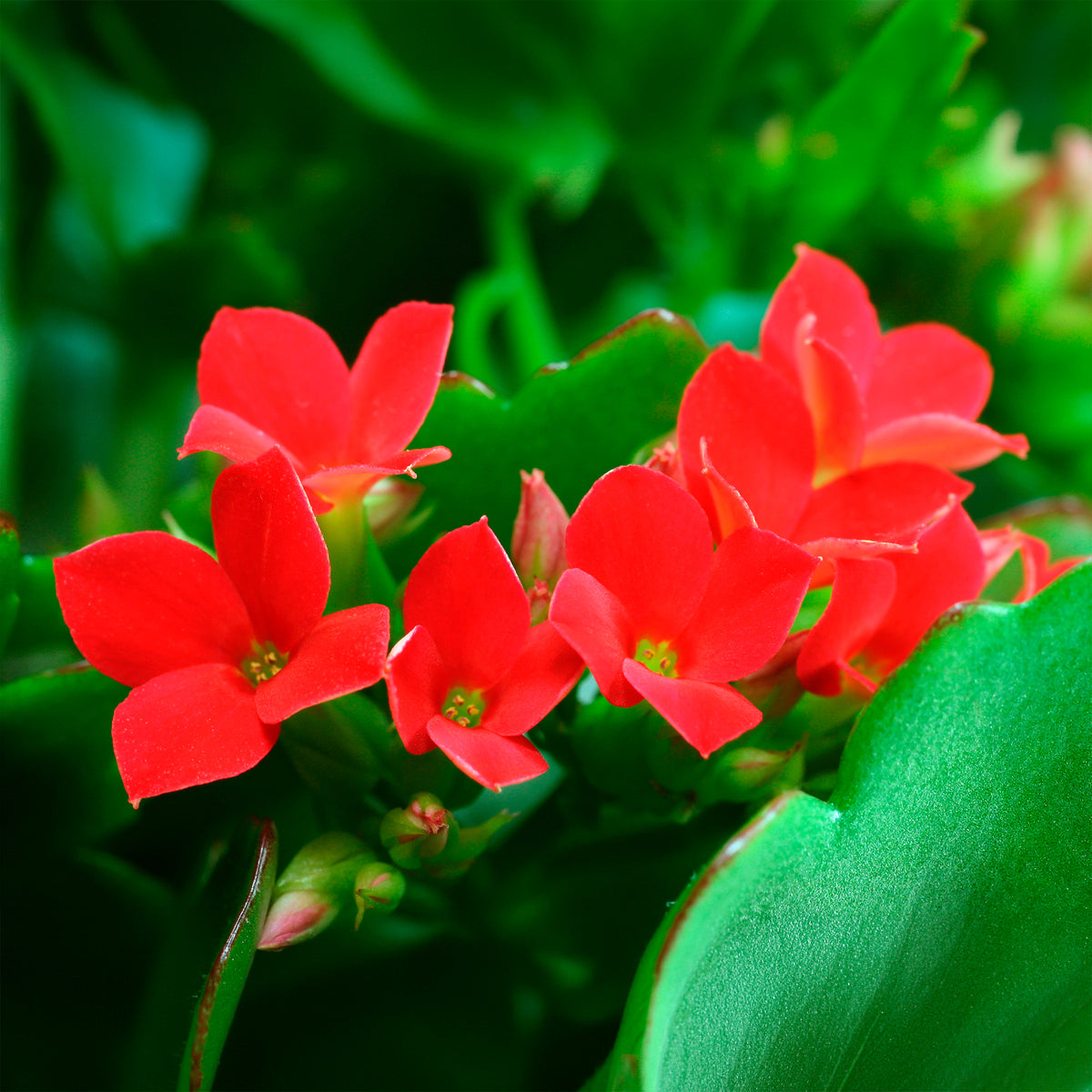 Kalanchoë rood - Kalanchoe blossfeldiana - Bakker