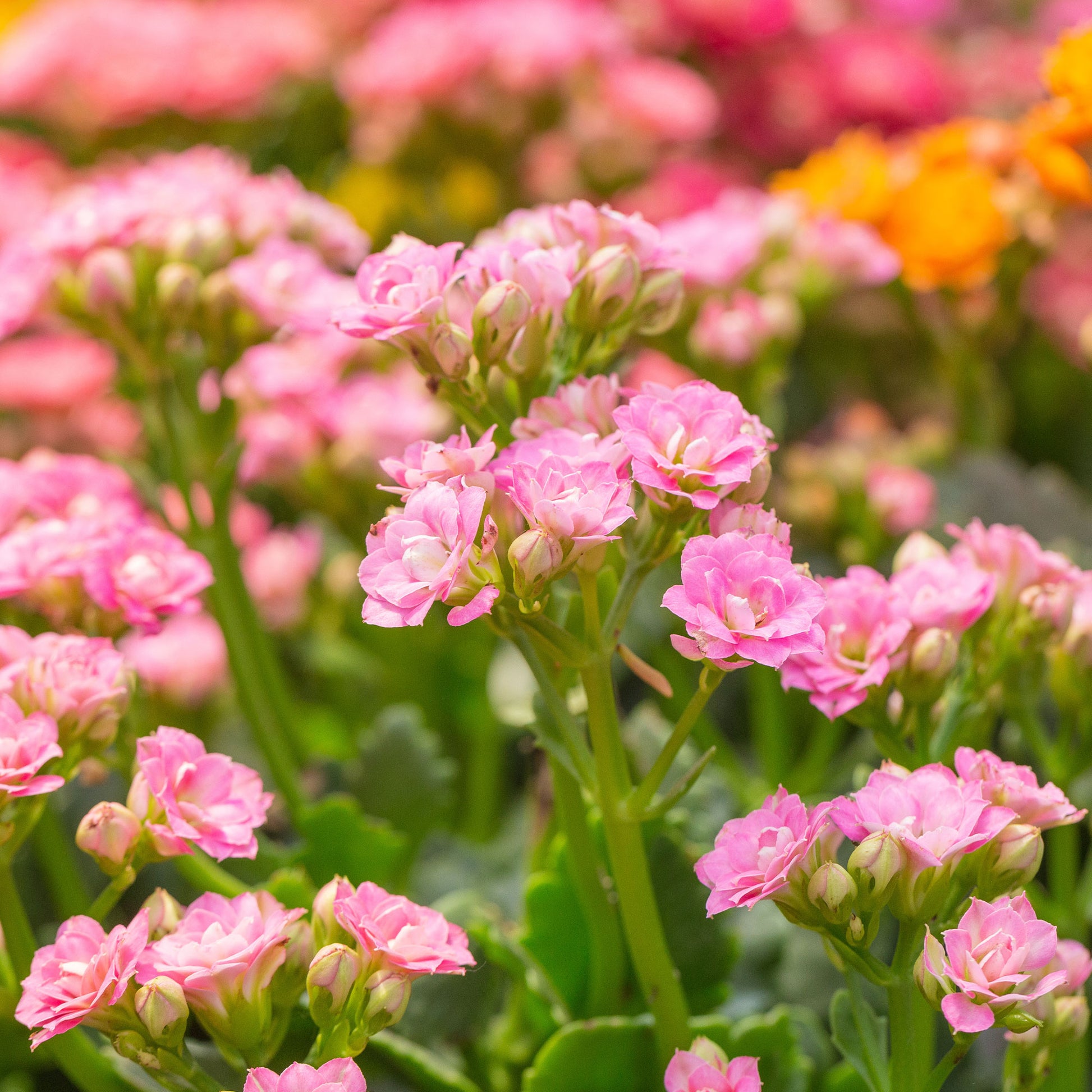Kalanchoë roze - Bakker