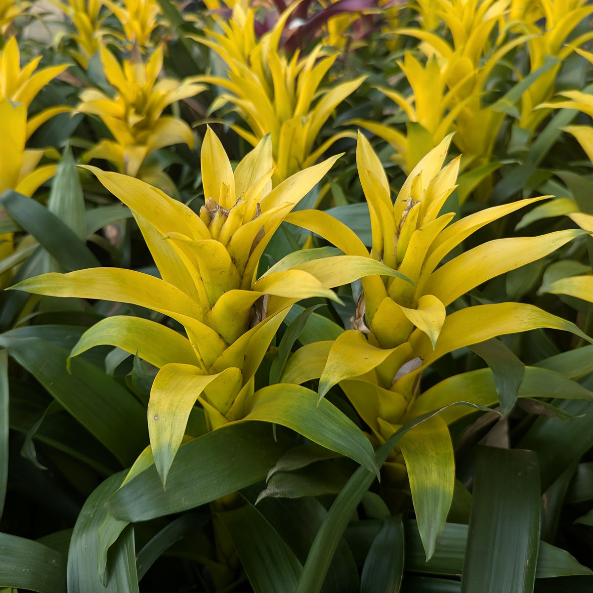 Bromelia geel - Bakker