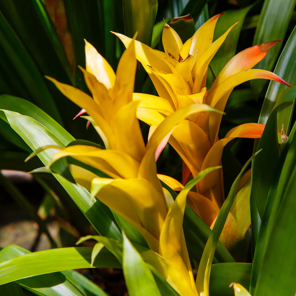 Bromelia geel - Bromeliaceae - Bakker