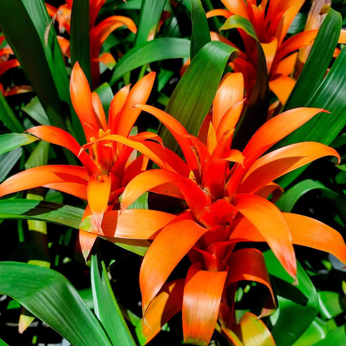 Balkon- en terrasbloemen - Bromelia oranje - Bromeliaceae
