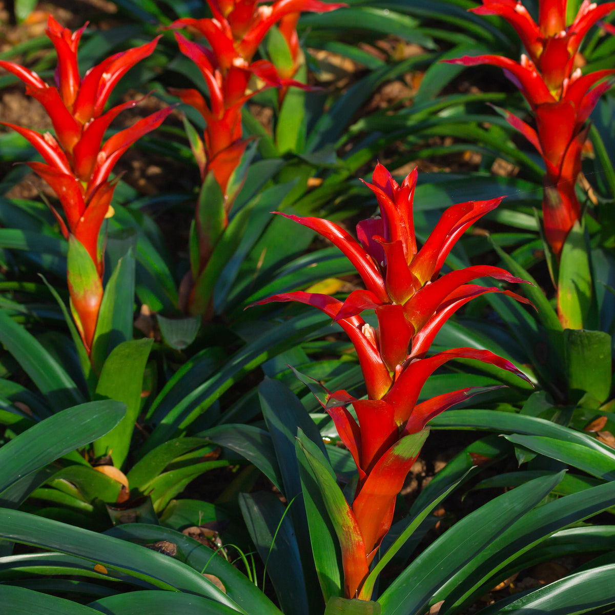 Bromelia rood - Bakker